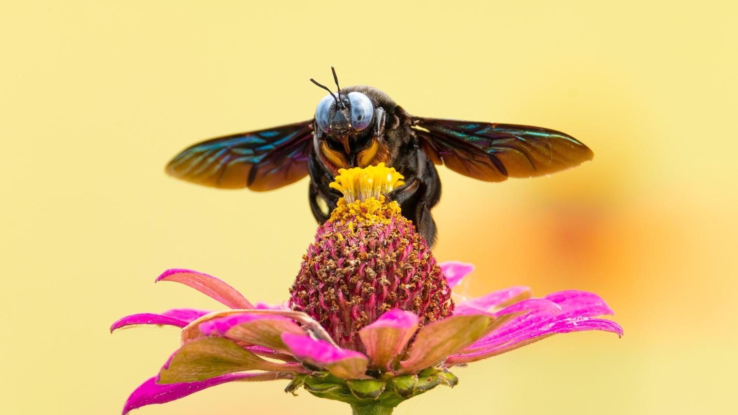 Bee on a flower