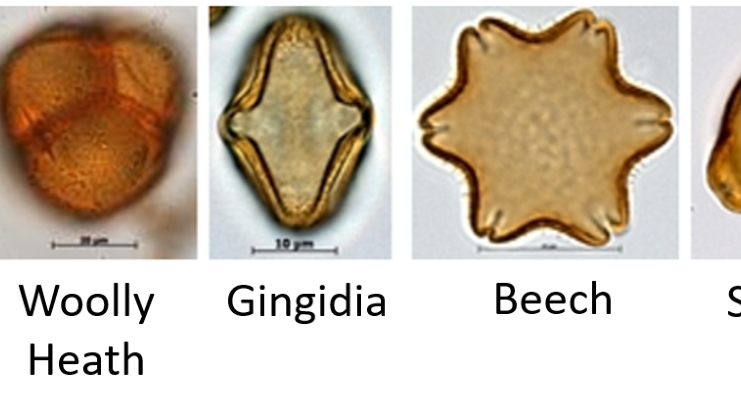 Pollen types
