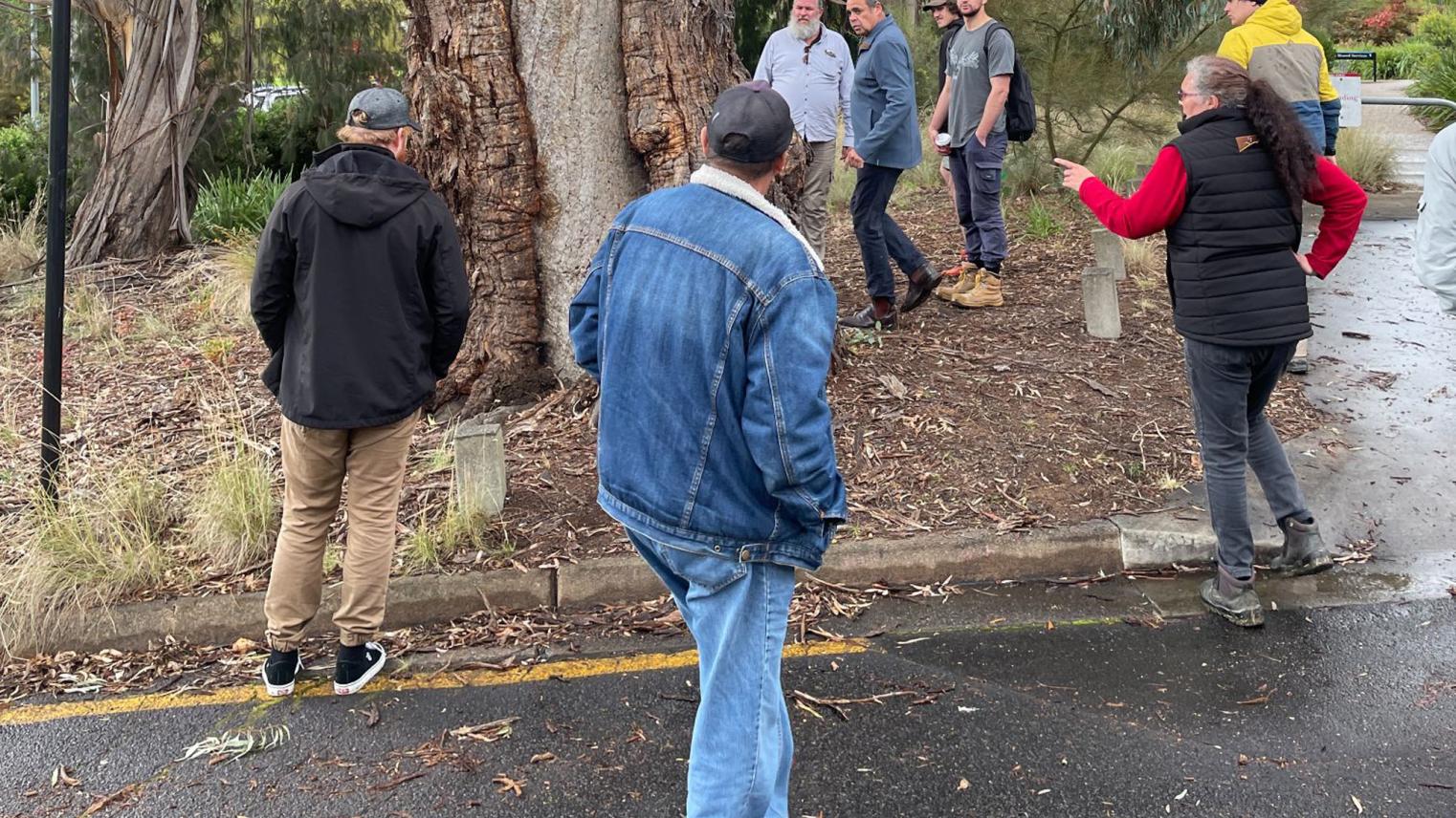 Under a scarred tree